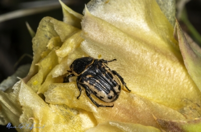 Cactus Beetle on Prickly Pear Flower 2025
